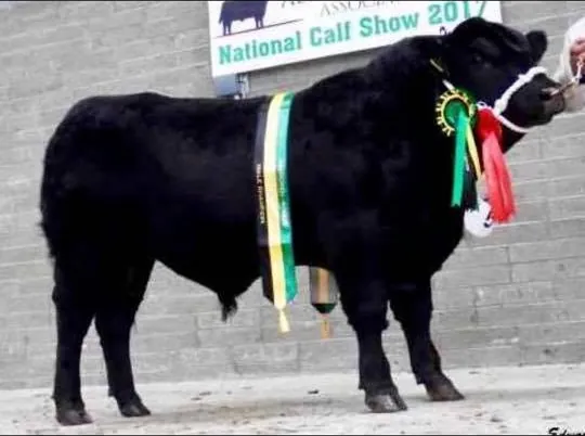 Campion al Irlandei, la National Calf Show