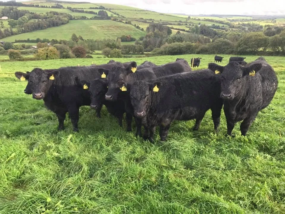 Juninci Angus alese în Irlanda