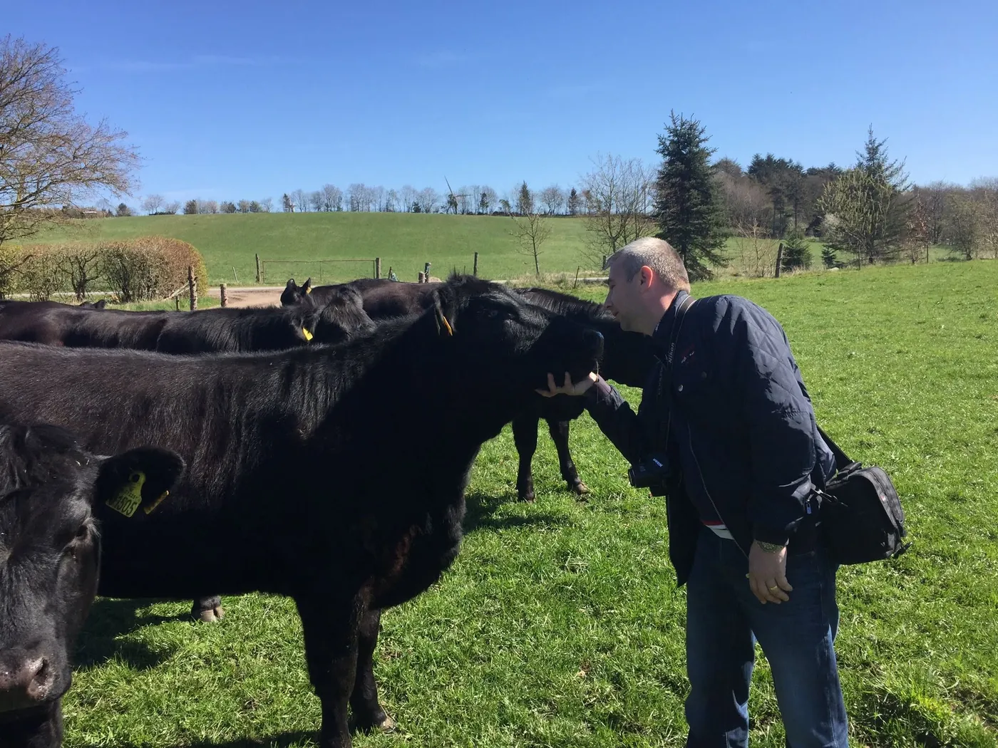 Selecție pe pășune, în Irlanda