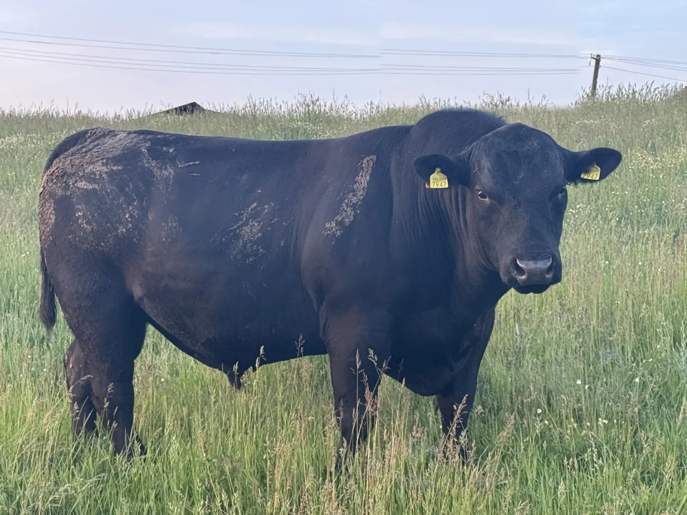 Taur Black Angus din ferma Cristescu